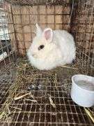 White Lionhead Doe - Exposed to Lionhead Buck