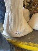 Bag of Shelled Corn - Approx. 28lbs
