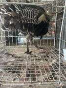 Narraganset Tom Turkey
