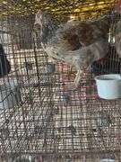 Olive Egger Cockerel