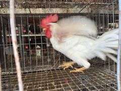 Leghorn Rooster - 3 Months Old