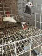 2 Roller Pigeons