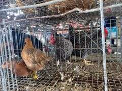 2 Barnyard Mix Hens