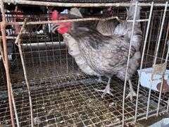 2 Lavender Orpington Laying Hens - 1 Yr Old