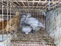 5 Lavender Orpington Pullets