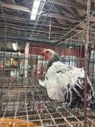 Light Brahma Chicken