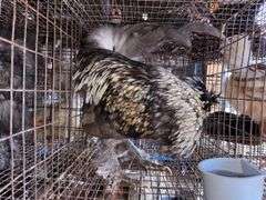Satin Silkie