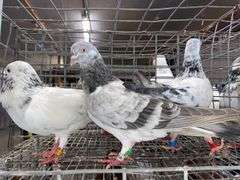 3 Tippler Pigeons