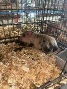 Gilt Mini Pot Belly Pig - 6 Wks Old