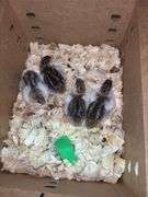 4 Royal Purple Guinea Keets - 1 Wk Old