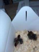 4 French Pearl & Pied Guinea Keets