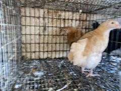 2 Buff Orpington Pullets - 7 Wks Old