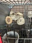 6 Italian Quail - 5 Wks Old