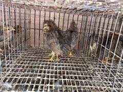 3 Cream Legbar Pullets