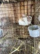 Holland Lop Bunny