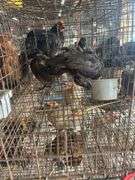 3 Melanistic Ringneck Pheasants w/ Permit