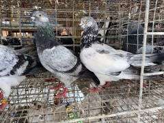 3 Tippler Pigeons