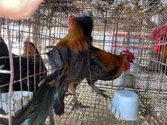 2 Banty Roosters