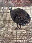 Pearl Guinea Hen