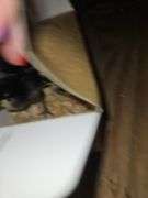 3 Death Layer Chicks