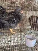 2 Mini Frizzle Pullets