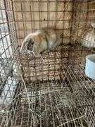 Holland Lop Bunny