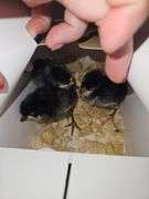 3 Death Layer Chicks