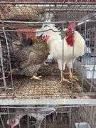 3 Cream Legbar Hens & 1 White Legbar Rooster