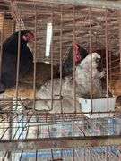 4 Easter Egger Australorp Hens - 2.5yrs Old