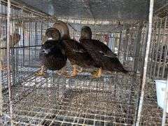 3 Rouen Hen Ducks