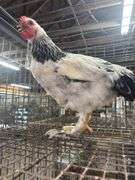 Light Brahma Chicken