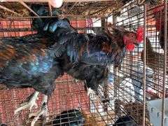 2 Maran Cross Roosters
