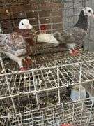 2 Roller Pigeons