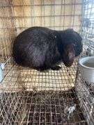 Holland Lop Buck