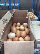 7 Doz Xlarge Brown Eating Eggs