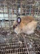 Brown Grey Lionhead Doe - Exposed to Lionhead Buck