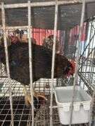 1 Rooster