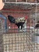 Modern Game Rooster