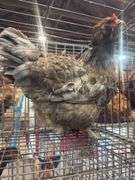 Ameraucana Hen