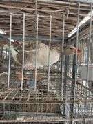 Toulouse Hen Goose - 2 Yrs Old