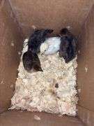4 Turken Chicks