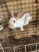 Brown Meat Rabbit