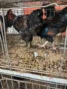 2 Roosters - 5 Mos Old