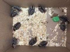 10 Bobwhite Quail - 2 Wks Old w/ Permit