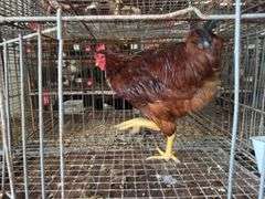 Rhode Island Red Rooster