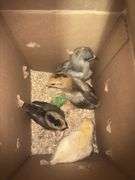 4 White True Blue Chicks