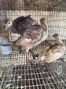 3 Turkey Poults