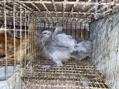 5 Lavender Orpington Pullets