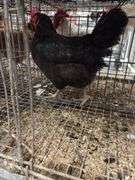 American Mix Hen - 1 Yr Old