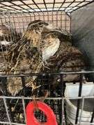 7 Celadon Mix Quail - 5 Wks Old